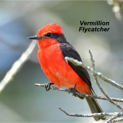 Vermillion Flycatcher